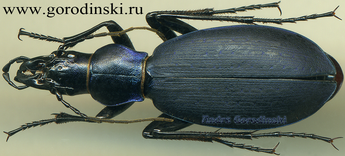 http://www.gorodinski.ru/carabus/Megodontoides erwini plesiolabrus.jpg